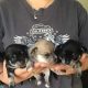 Chihuahua Puppies, Ready January