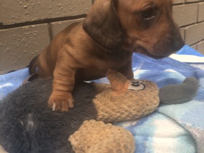 Minature Dachshunds Puppies – Purebred