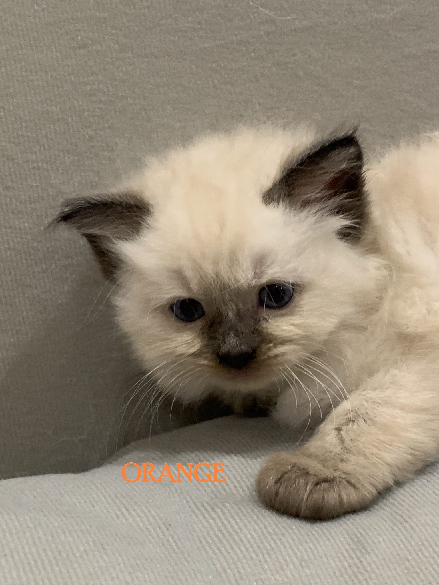 4 x Purebred ragdoll kittens remaining for sale