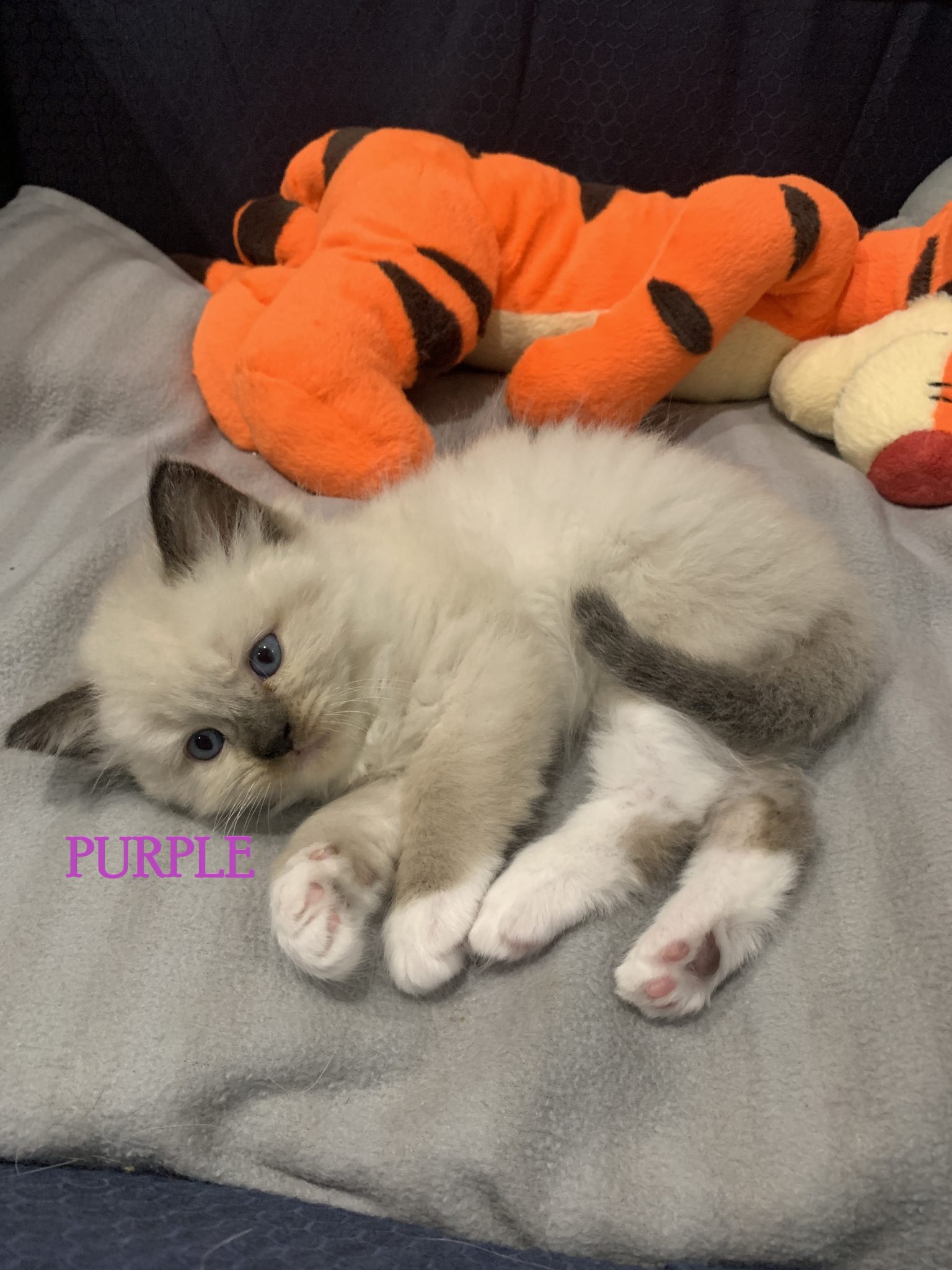 4 x Purebred ragdoll kittens remaining for sale