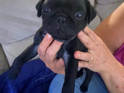 Pug puppies (2 males)
