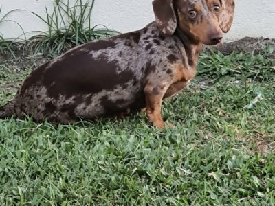 Mini Dachshund