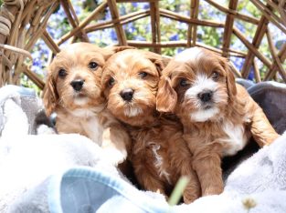 Toy Cavoodles ready for new homes