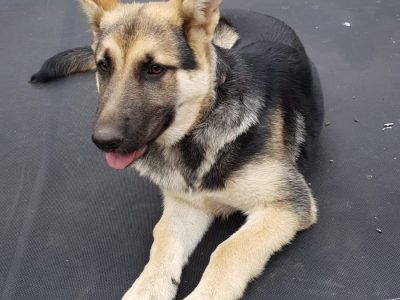 Female German shepherd puppy