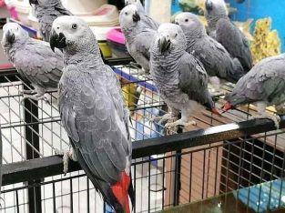 Tame African grey parrots