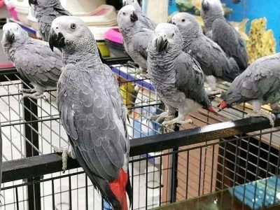 Tame African grey parrots