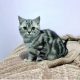 British Shorthair / Scottish Fold Kittens