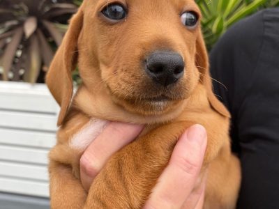 Miniature Dachshund Puppies