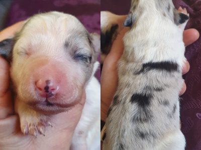 Border collie puppies