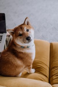 shiba inu on couch