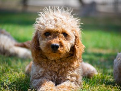 Top Products to Buy For New Cavoodle Owners