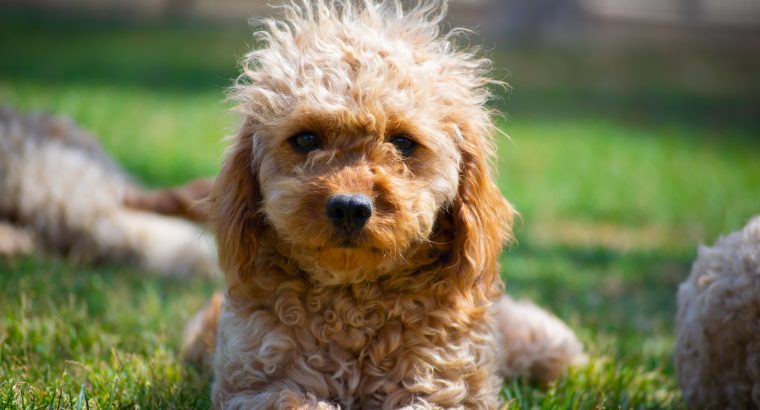 Top Products to Buy For New Cavoodle Owners