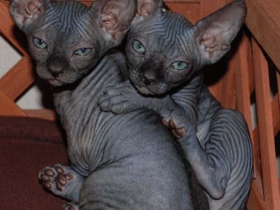 2x Sibling Sphynx