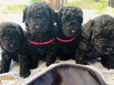 Perfect Pure bred Black Toy Poodle puppies