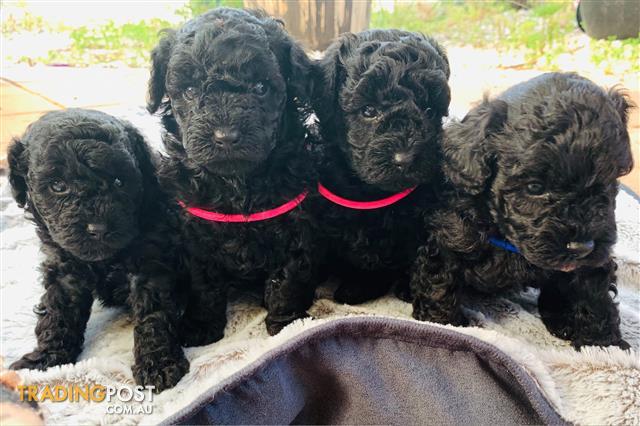 Perfect Pure bred Black Toy Poodle puppies