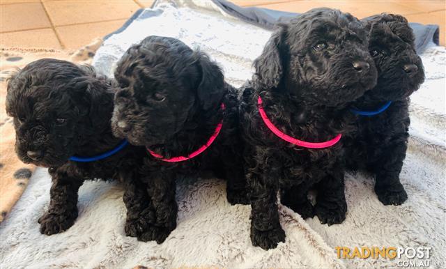 Perfect Pure bred Black Toy Poodle puppies