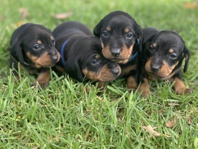 Dachshund Puppies- Chocolate & Tan and Black & Tan
