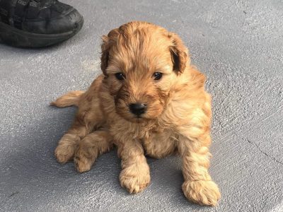 Red Toy Cavoodles for sale