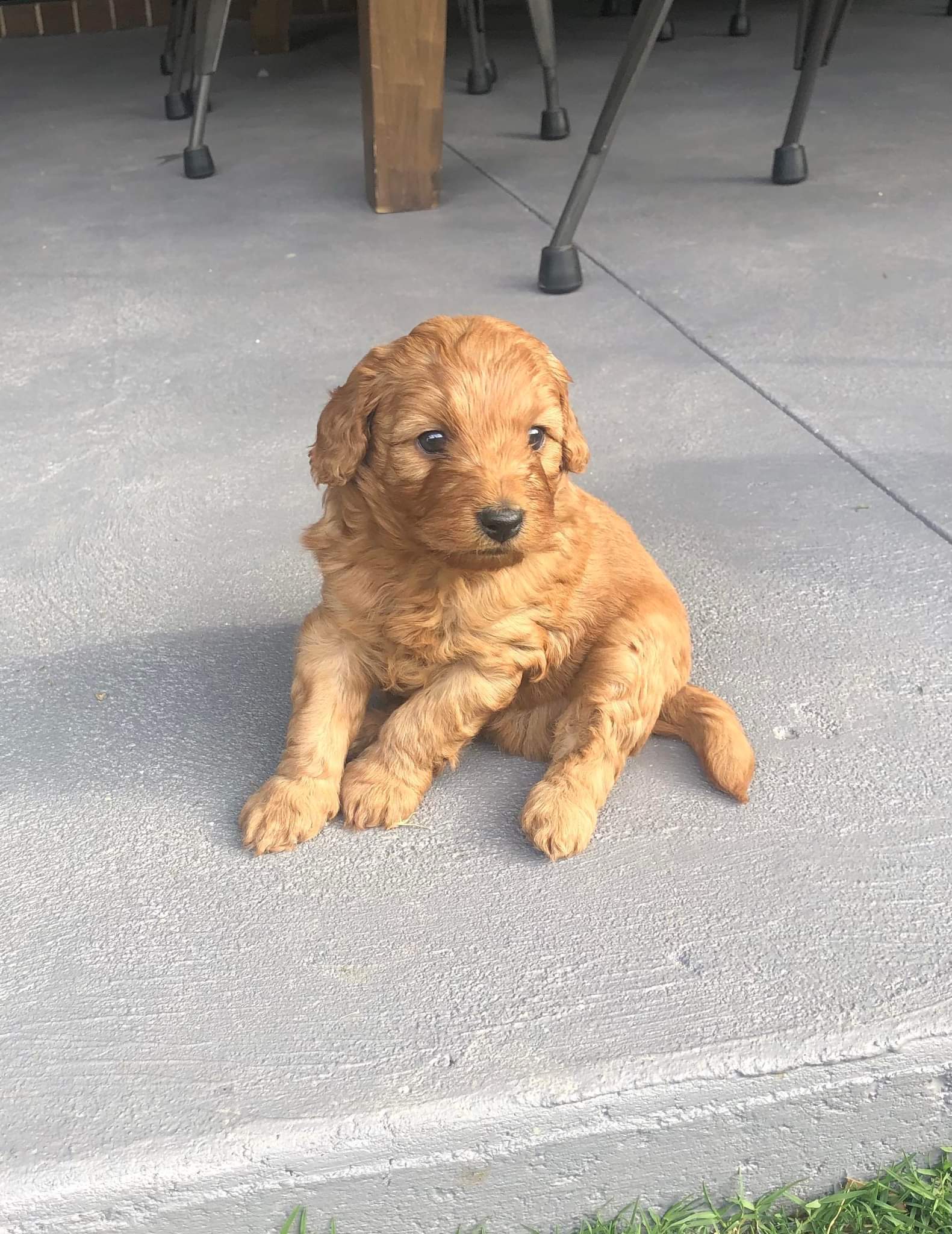 Red Toy Cavoodles for sale