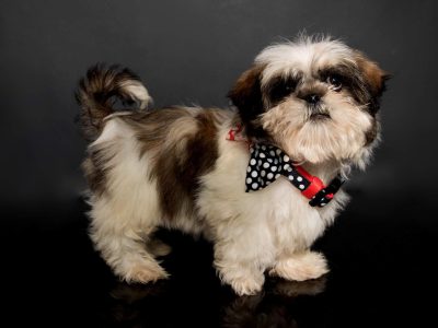 Shihtzu Male Puppies