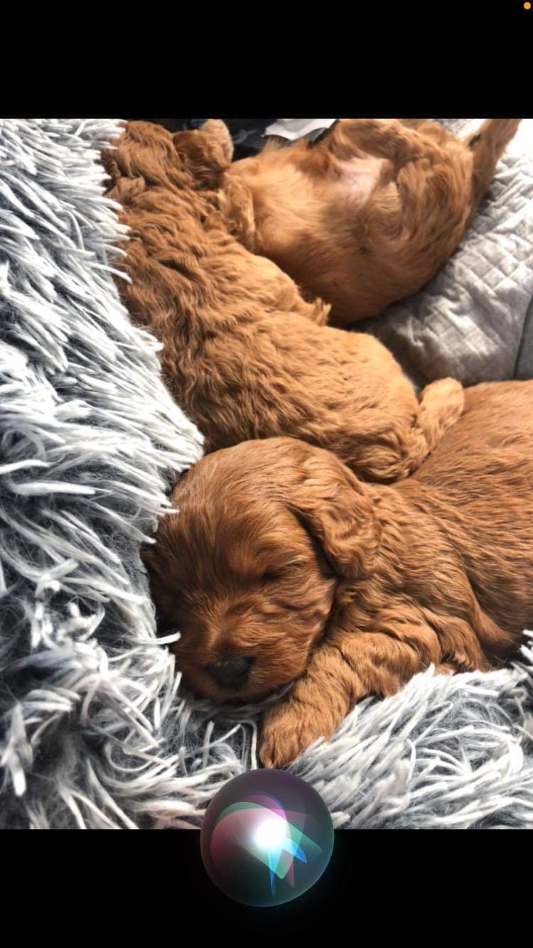 Red Toy Cavoodles for sale