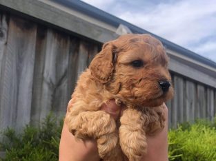 Red Toy Cavoodles for sale