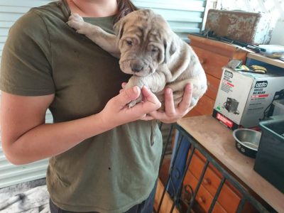 American Staffy X Daniff