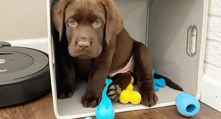1 Adorable Labrador X Puppy ready for there foreve