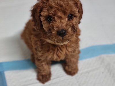 First Generation Cavodle