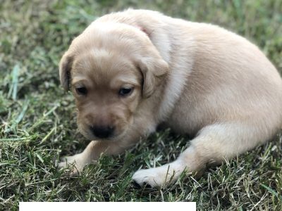 Purebred Labrador Retriever puppies