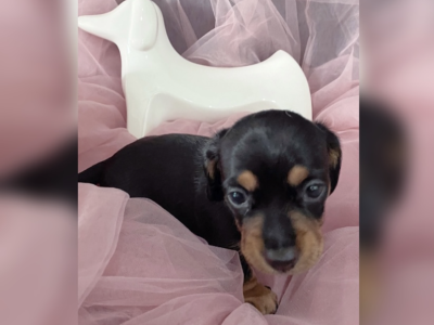 “GORGEOUS” LITTLE PUREBRED DACHSHUND PUPPIES!