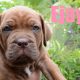 Ultimate Mastiff Puppies available now