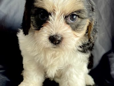 Maltaliers Maltese x Cavalier puppies