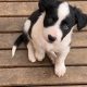 Well bred border collie puppies