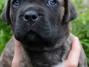 Ultimate Mastiff Puppies available now