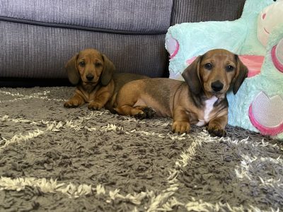 Purebred Miniature Dachshund Puppies