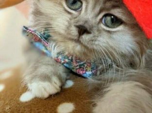 Chocolate Bicolor Persian male kitten
