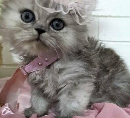 Adorable Doll Face Silver Persian Female Kitten