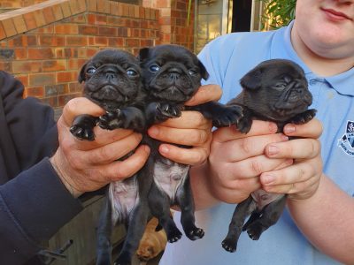Pug puppies male and female available
