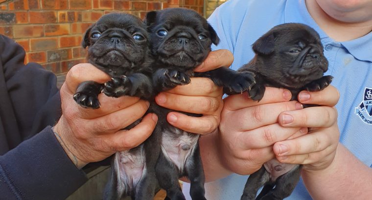 Pug puppies male and female available
