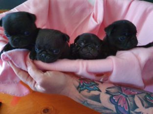 Pug puppies male and female available