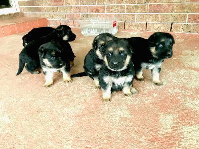 German shepherd puppies short hair straight back
