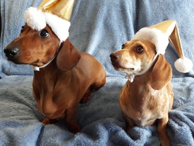 5 sisters! mini dachshund puppies!