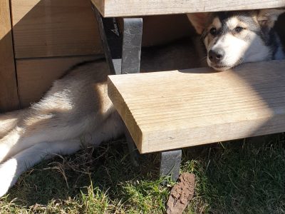 Husky x malamute puppies