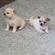 Pure-bred Chihuahua puppies
