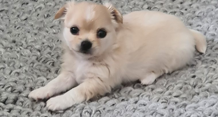 Pure-bred Chihuahua puppies