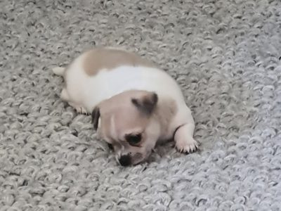 Pure-bred Chihuahua puppies