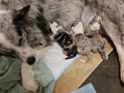 Pure Bred Long Haired Border Collie Pups
