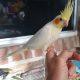 Handraised Baby Cockatiels for sale