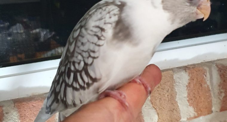 Handraised Baby Cockatiels for sale